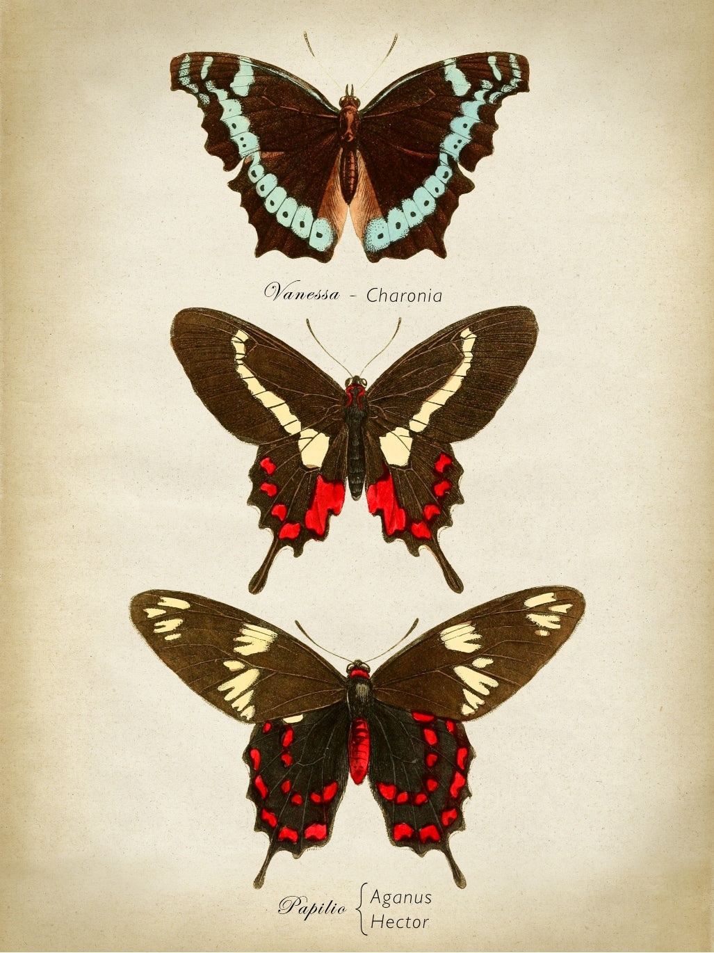 Butterflies Red and Brown-botanical, print-Print-30 x 40 cm-BLUE SHAKER