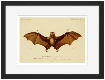 Bat-birds, print-Framed Print-30 x 40 cm-BLUE SHAKER