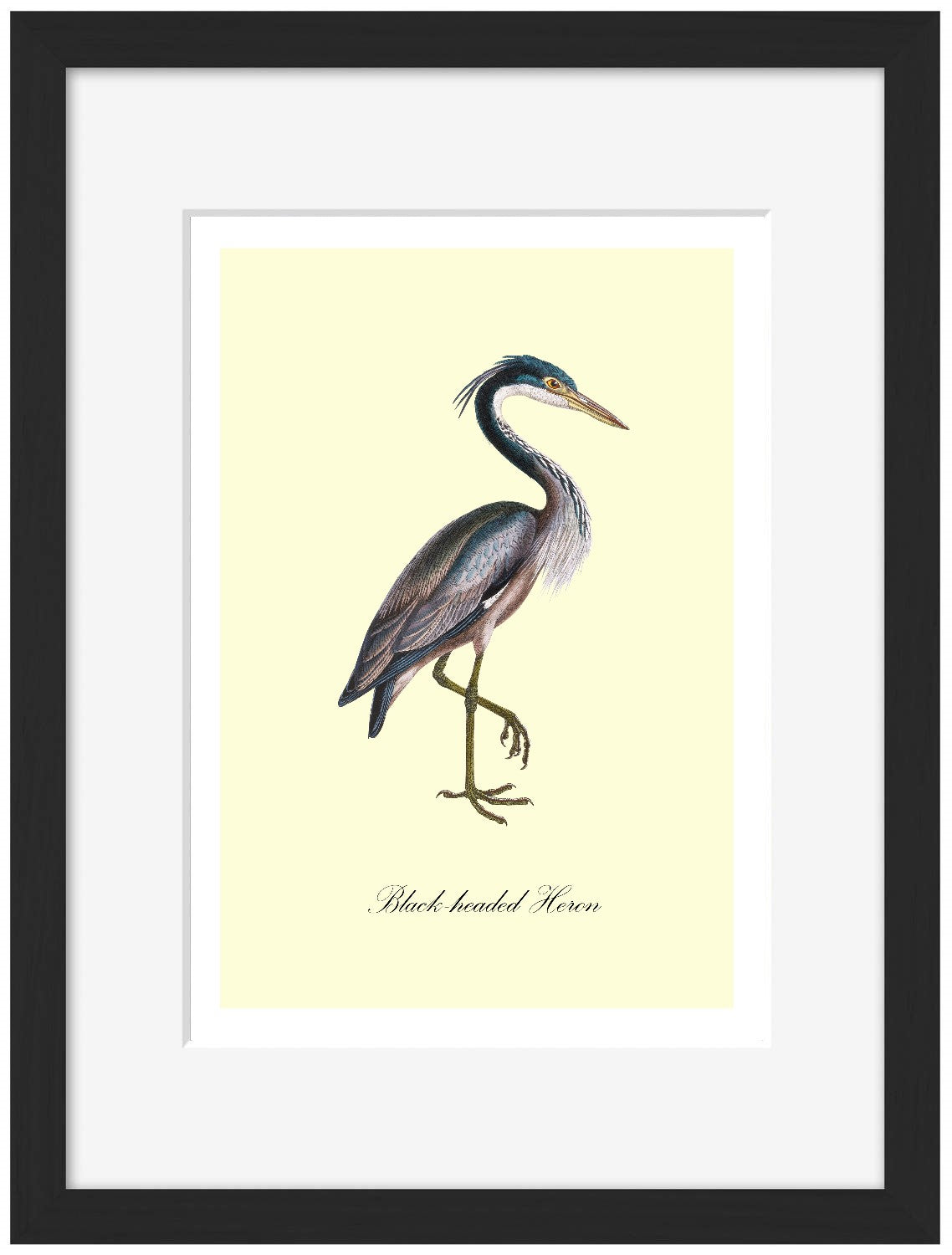 Black-Headed Heron-birds, print-Framed Print-30 x 40 cm-BLUE SHAKER
