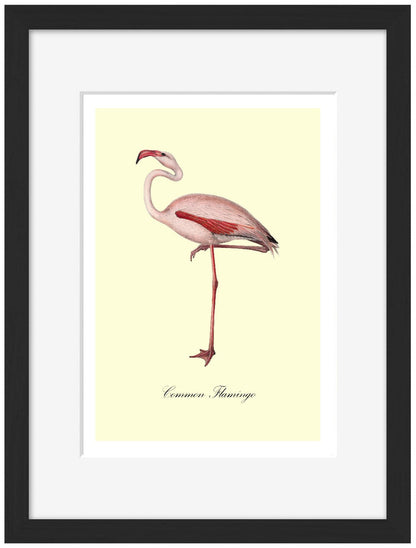 Common Flamingo-birds, print-Framed Print-30 x 40 cm-BLUE SHAKER