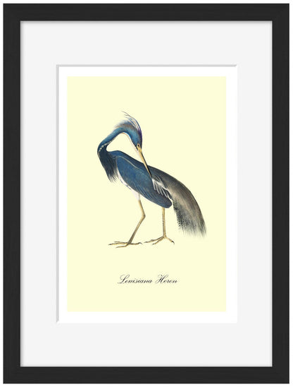 Louisiana Heron-birds, print-Framed Print-30 x 40 cm-BLUE SHAKER