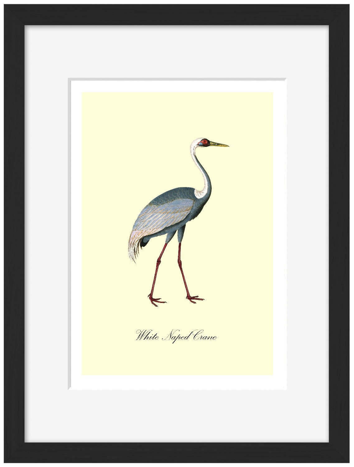White-Naped Crane-birds, print-Framed Print-30 x 40 cm-BLUE SHAKER