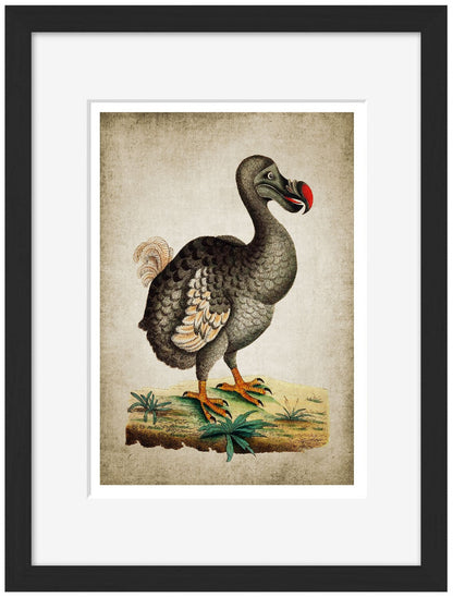 Dodo-birds, print-Framed Print-30 x 40 cm-BLUE SHAKER