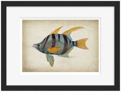 Fish 1-fish, print-Framed Print-30 x 40 cm-BLUE SHAKER