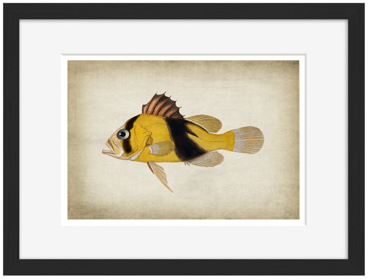 Fish 2-fish, print-Framed Print-30 x 40 cm-BLUE SHAKER