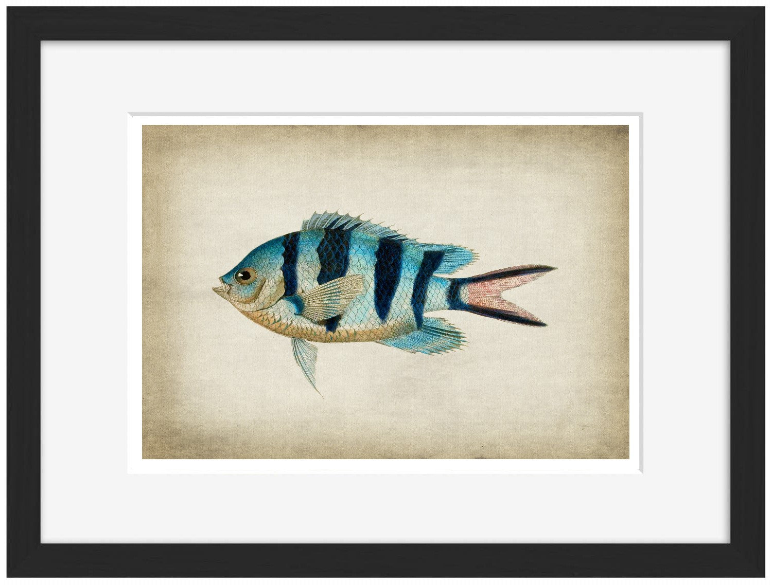 Fish 3-fish, print-Framed Print-30 x 40 cm-BLUE SHAKER