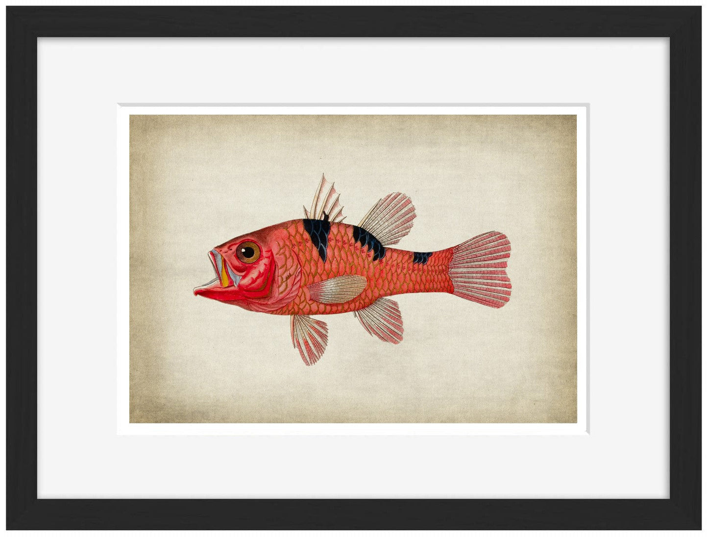 Fish 4-fish, print-Framed Print-30 x 40 cm-BLUE SHAKER