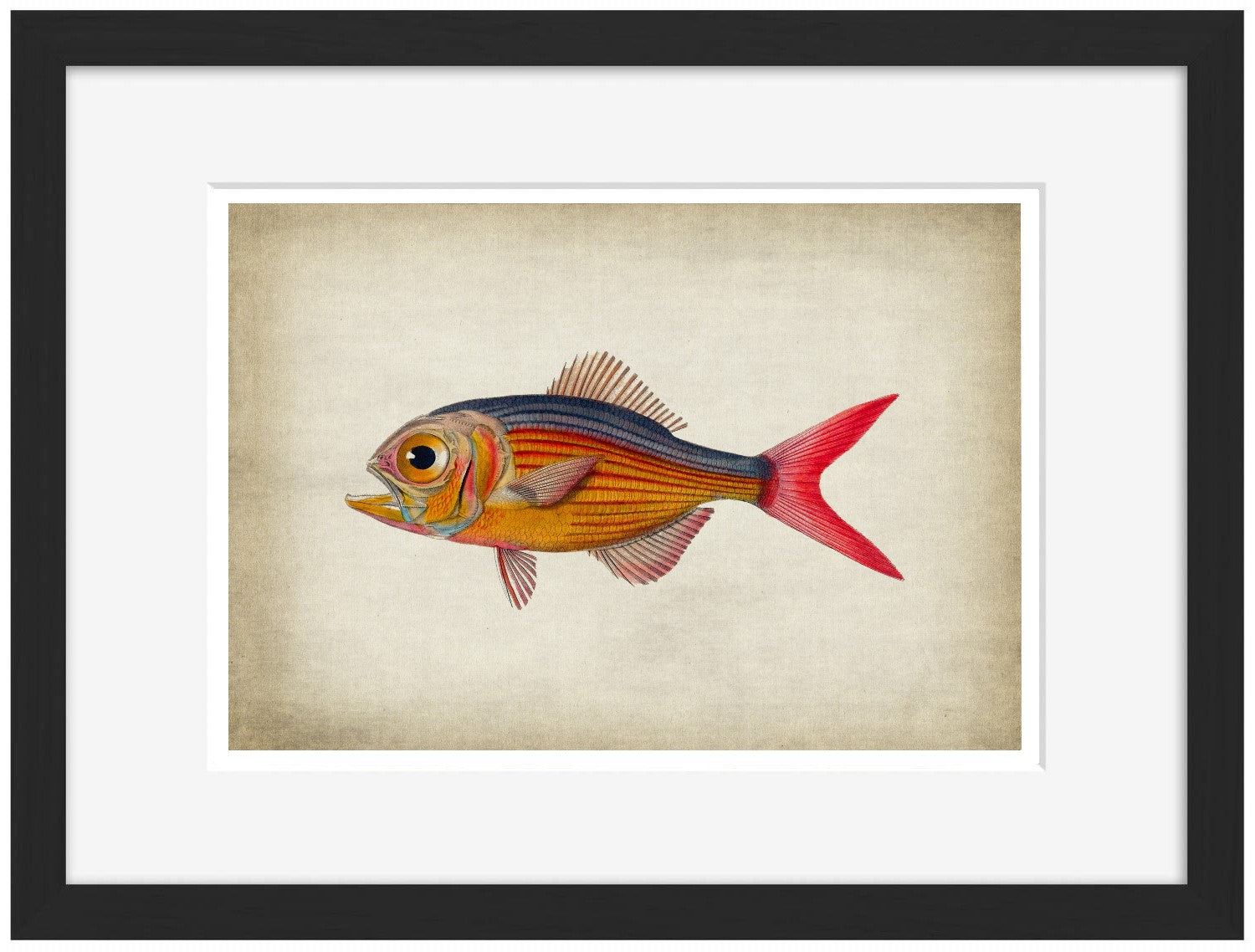 Fish 5-fish, print-Framed Print-30 x 40 cm-BLUE SHAKER