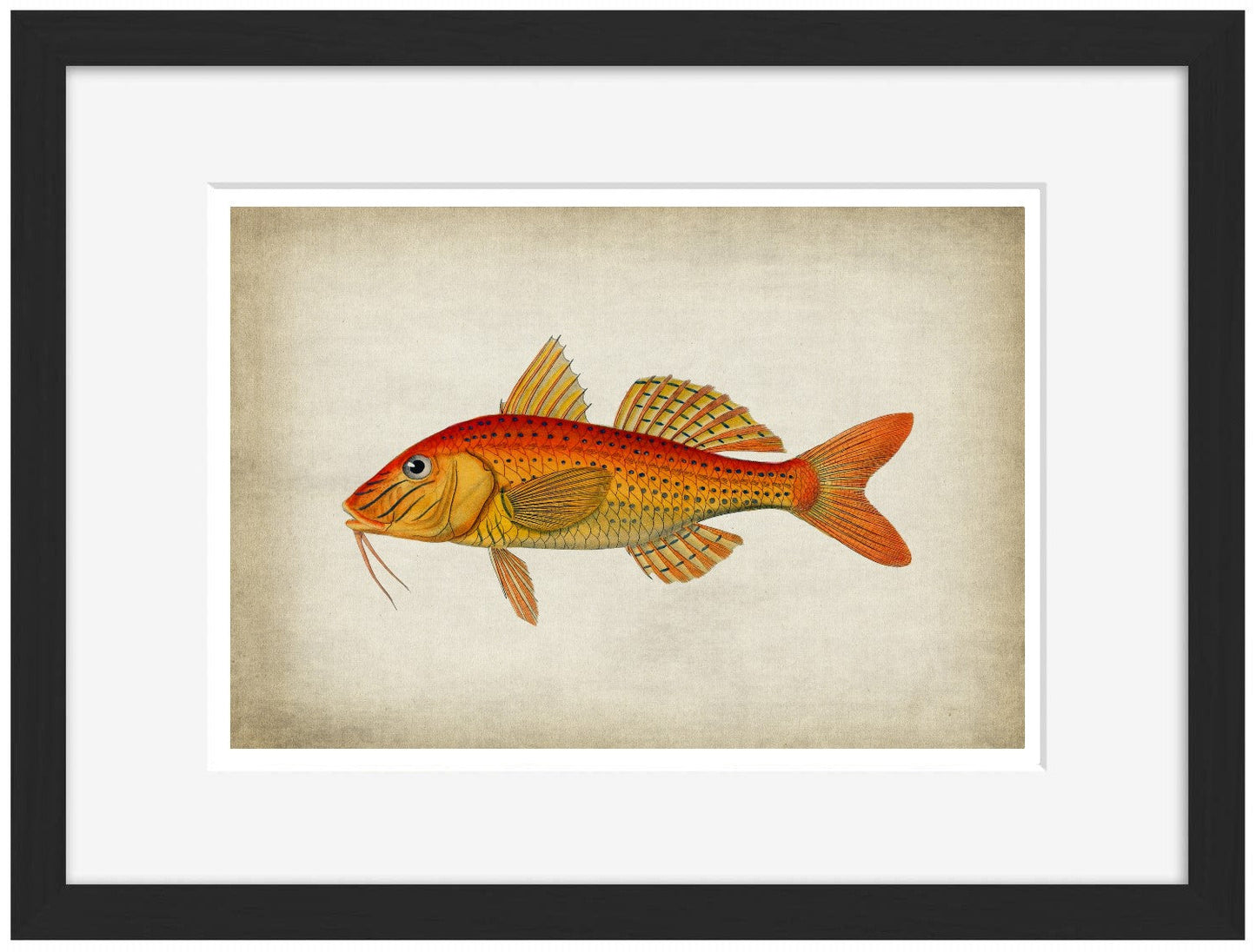 Fish 6-fish, print-Framed Print-30 x 40 cm-BLUE SHAKER