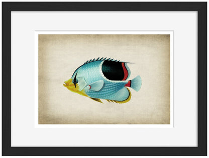 Fish 7-fish, print-Framed Print-30 x 40 cm-BLUE SHAKER