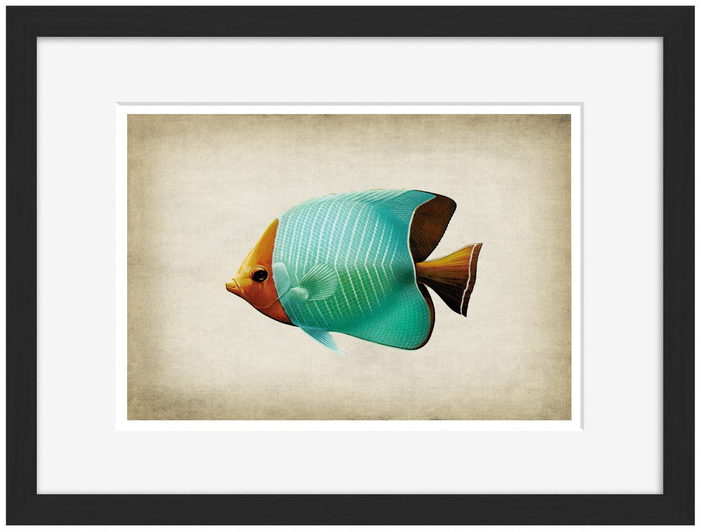 Fish 8-fish, print-Framed Print-30 x 40 cm-BLUE SHAKER