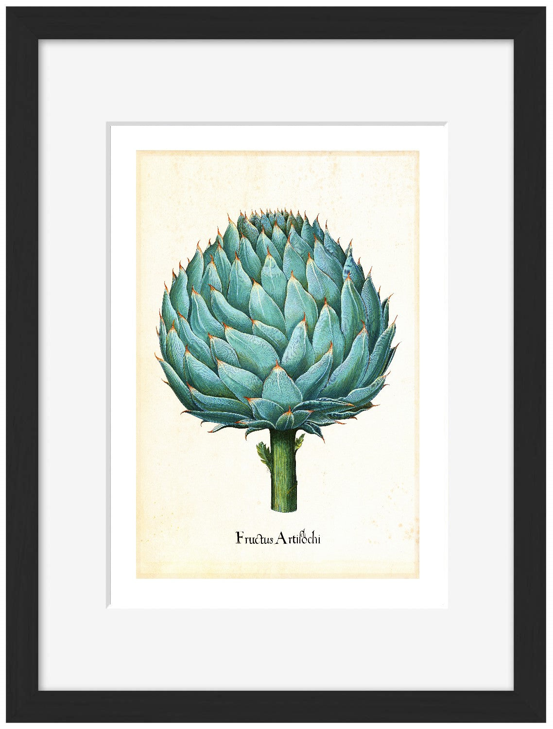 Pl Artichoke 2-botanical, print-Framed Print-30 x 40 cm-BLUE SHAKER