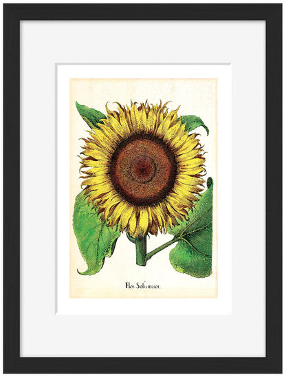Pl Flos Alone-botanical, print-Framed Print-30 x 40 cm-BLUE SHAKER