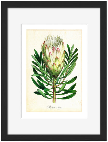 Pl Protearepens-botanical, print-Framed Print-30 x 40 cm-BLUE SHAKER