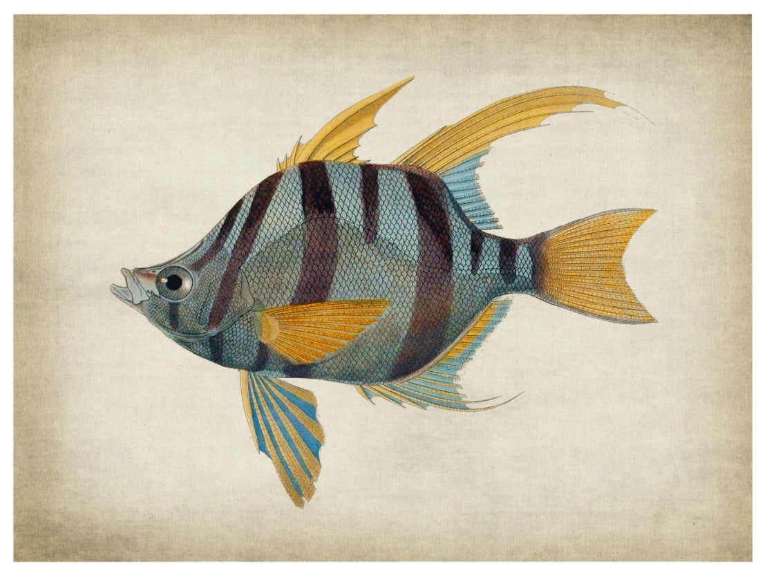 Fish 1-fish, print-Print-30 x 40 cm-BLUE SHAKER