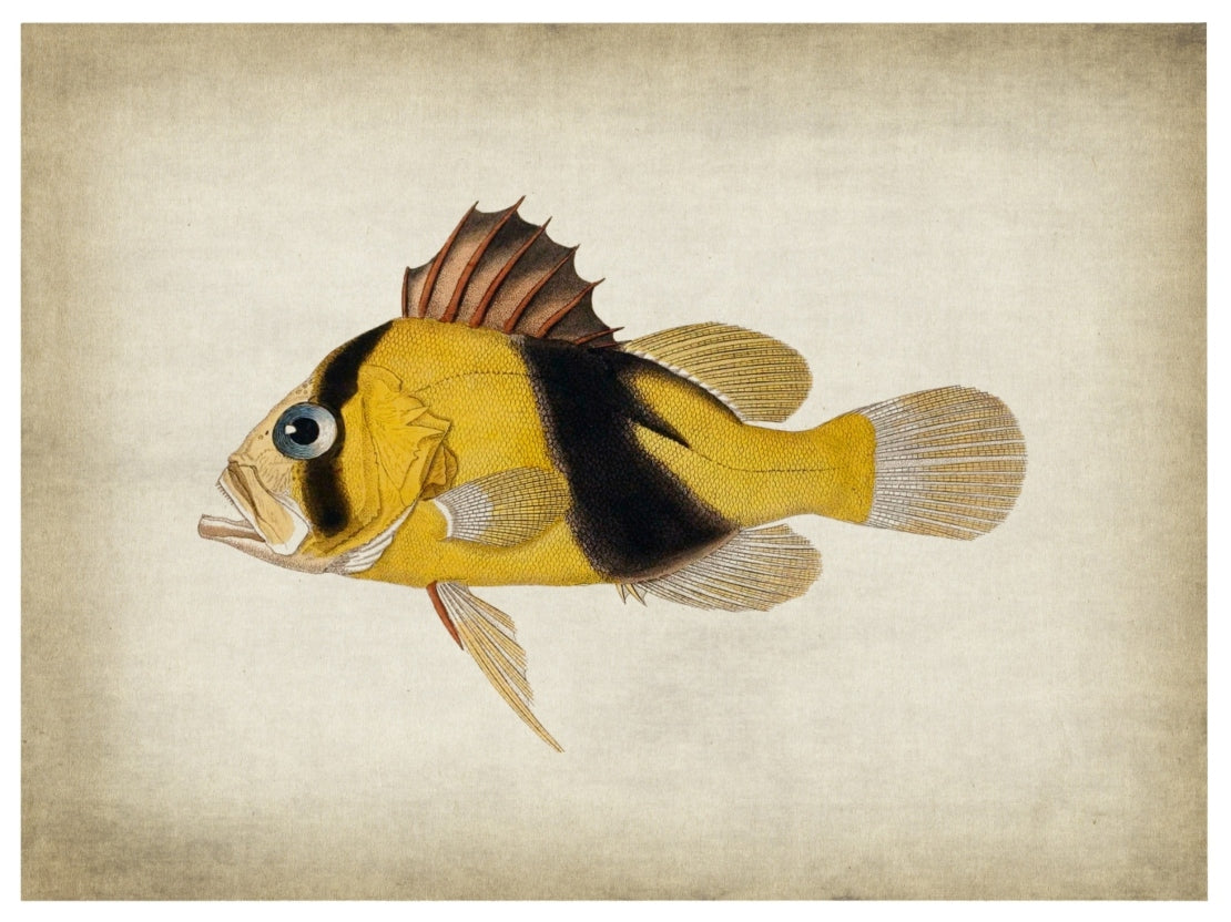 Fish 2-fish, print-Print-30 x 40 cm-BLUE SHAKER