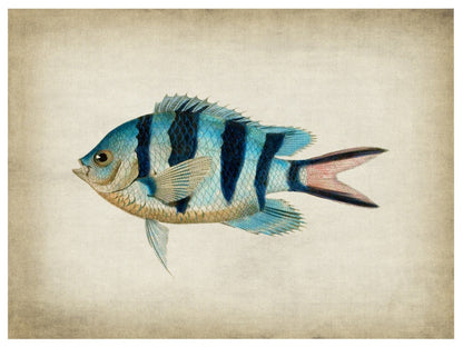 Fish 3-fish, print-Print-30 x 40 cm-BLUE SHAKER