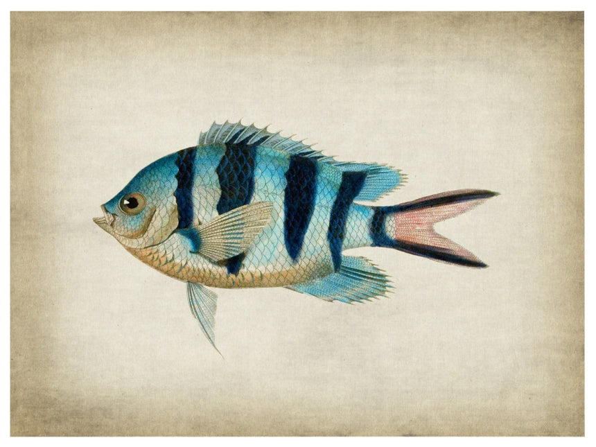 Fish 1 - Blue Shaker - Poster Affiche -
