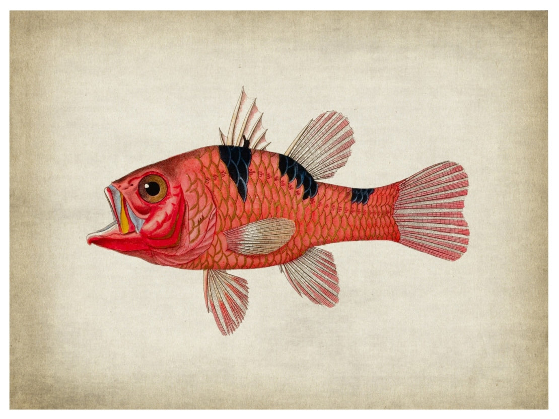 Fish 4-fish, print-Print-30 x 40 cm-BLUE SHAKER