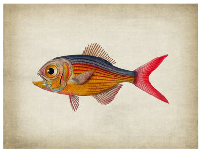 Fish 5-fish, print-Print-30 x 40 cm-BLUE SHAKER