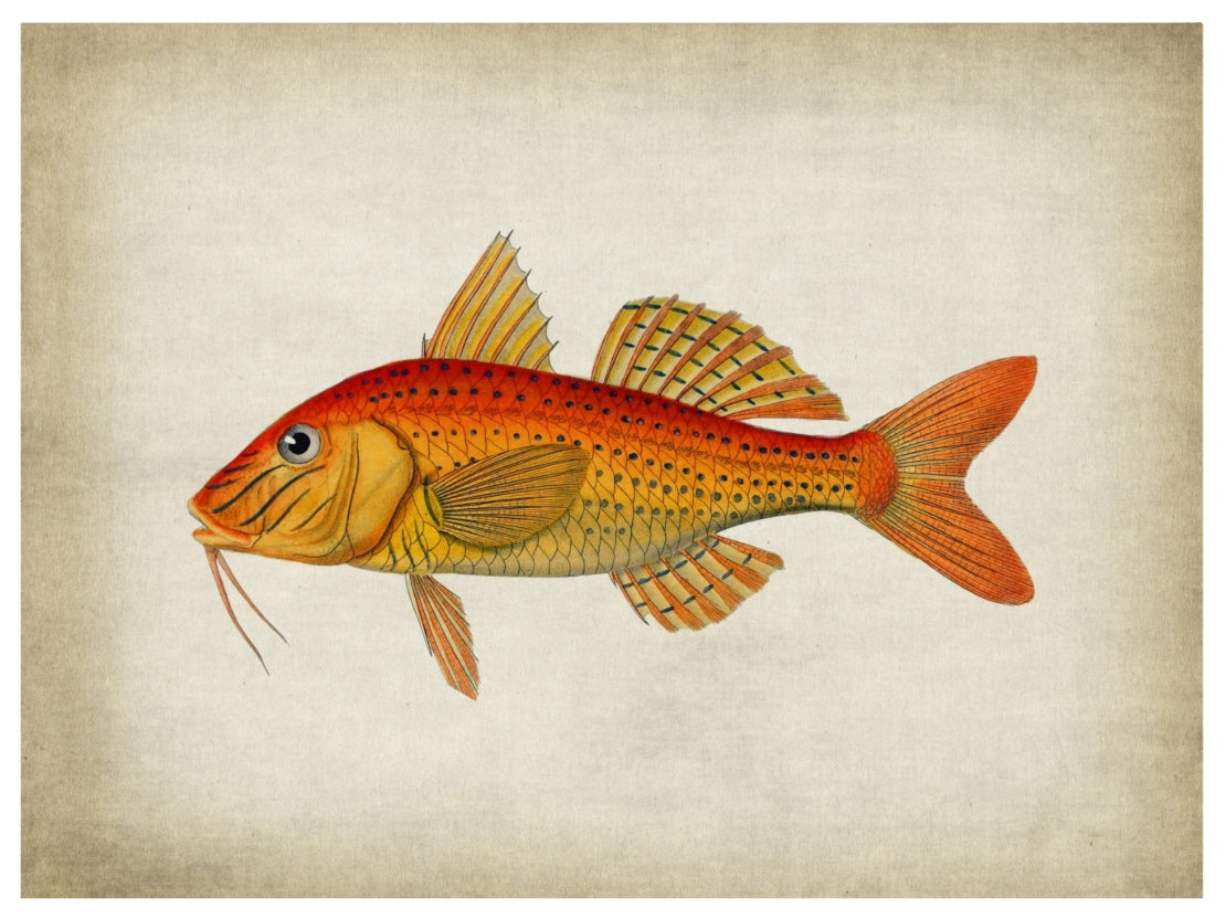 Fish 6-fish, print-Print-30 x 40 cm-BLUE SHAKER