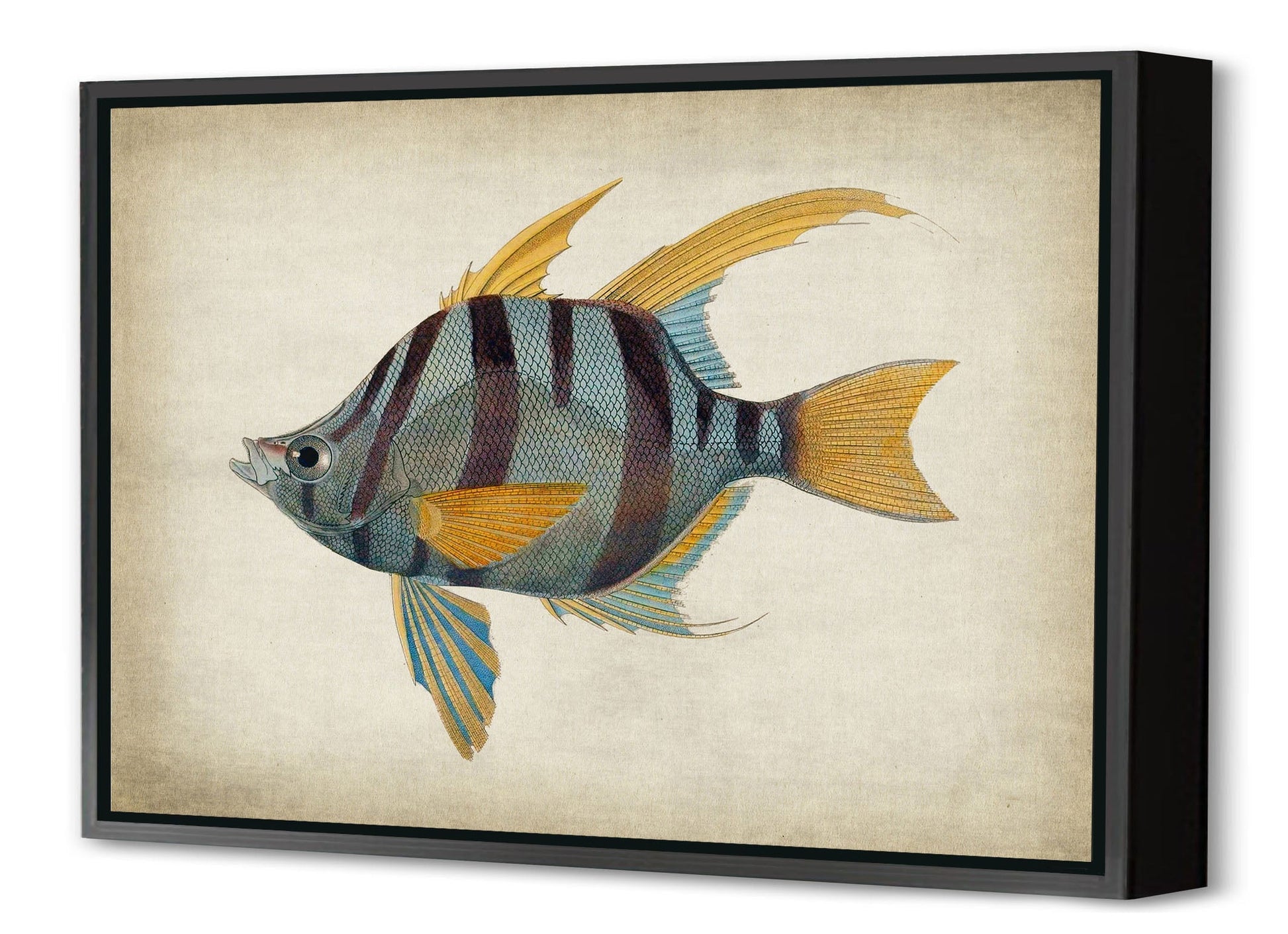 Fish 1-fish, print-Canvas Print with Box Frame-40 x 60 cm-BLUE SHAKER