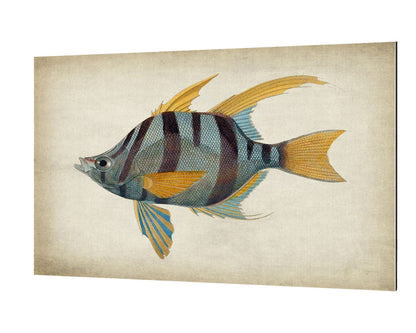 Fish 1-fish, print-Alu Dibond 3mm-40 x 60 cm-BLUE SHAKER