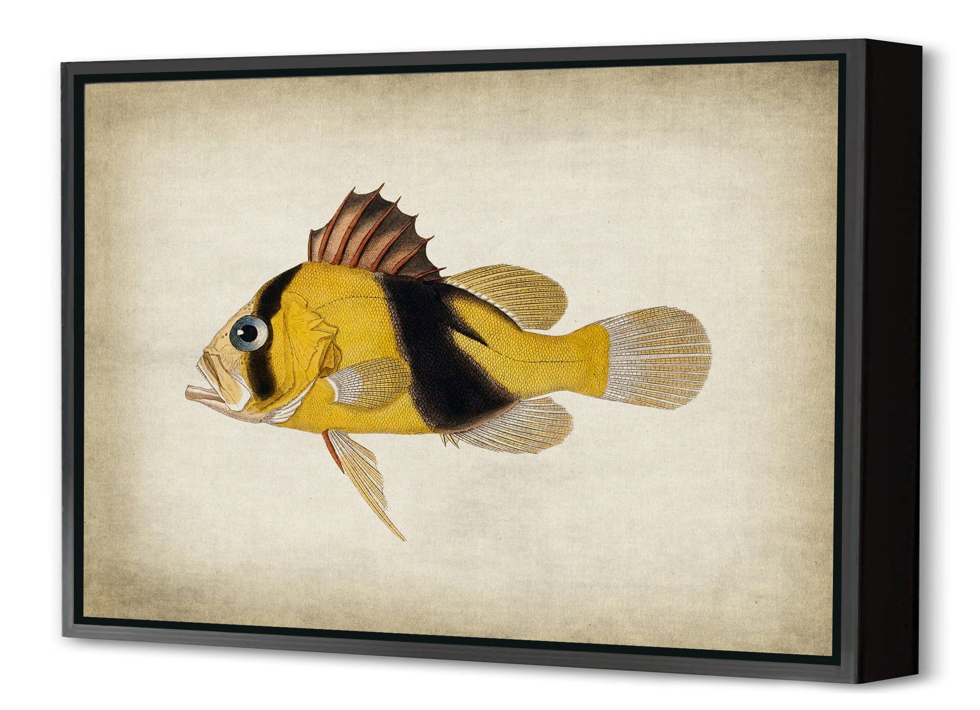 Fish 2-fish, print-Canvas Print with Box Frame-40 x 60 cm-BLUE SHAKER