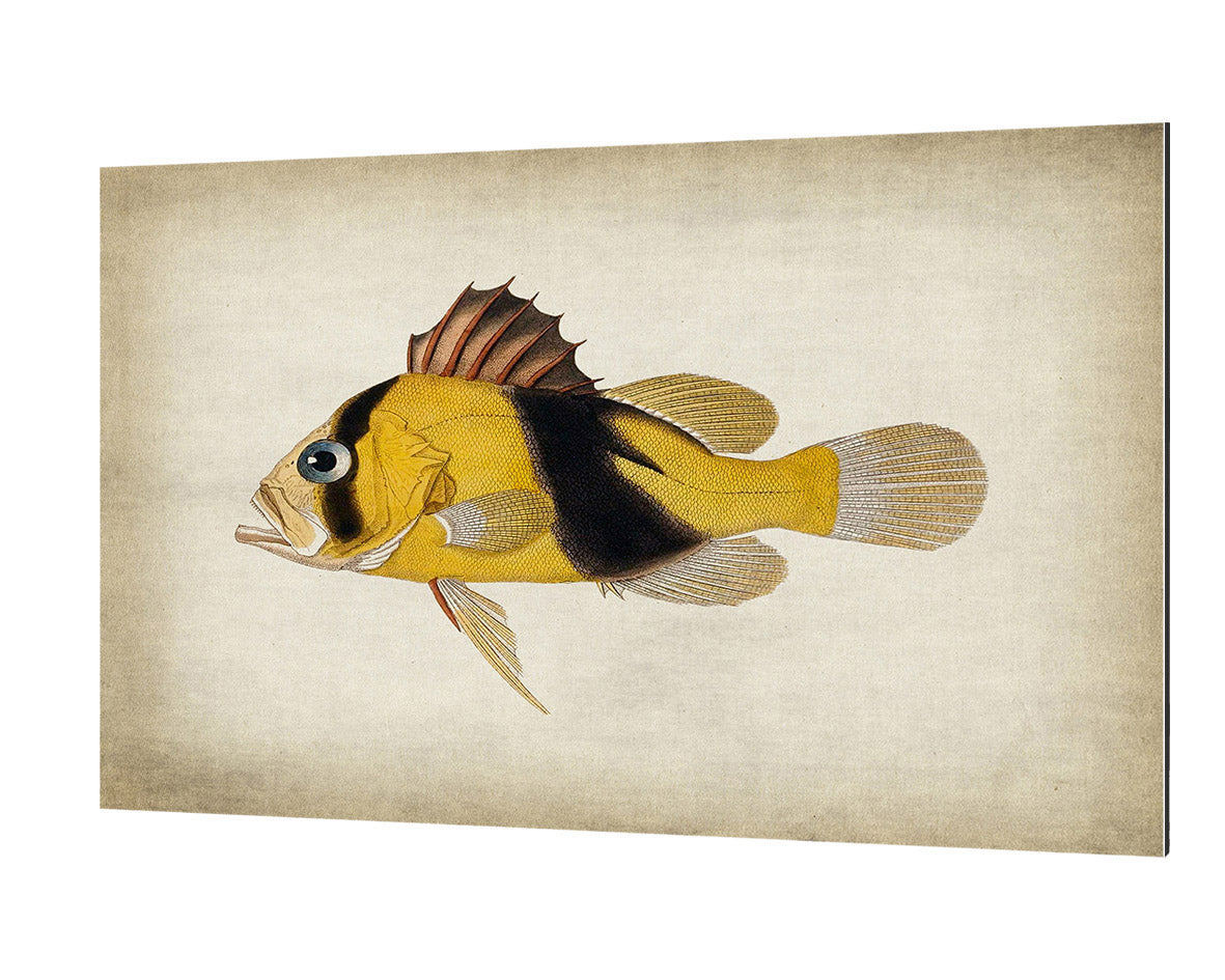 Fish 2-fish, print-Alu Dibond 3mm-40 x 60 cm-BLUE SHAKER
