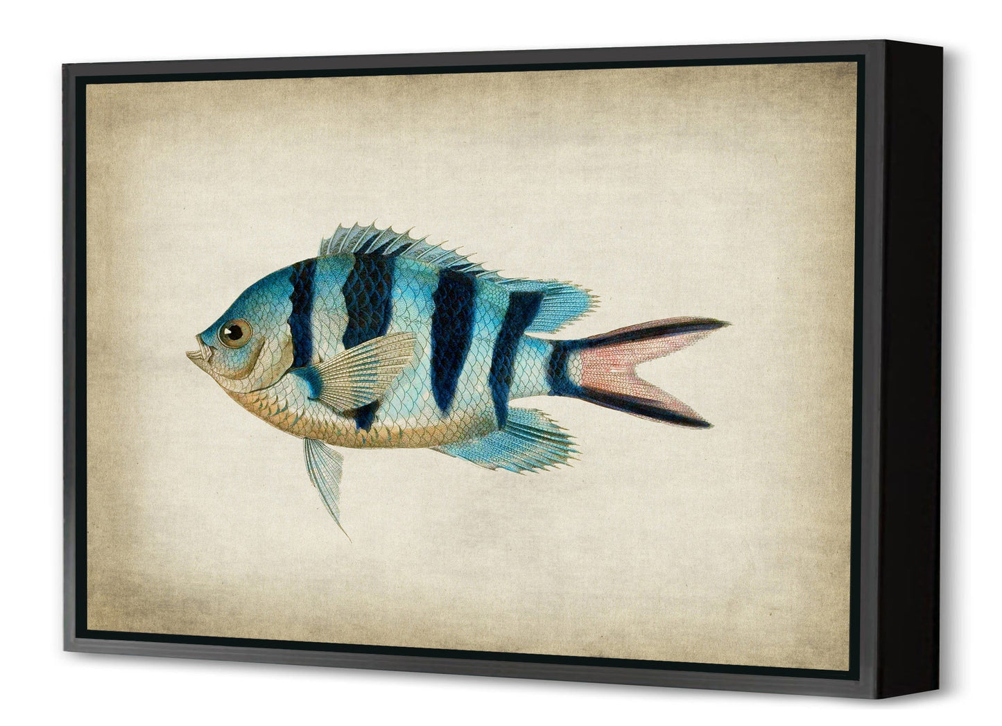 Fish 3-fish, print-Canvas Print with Box Frame-40 x 60 cm-BLUE SHAKER