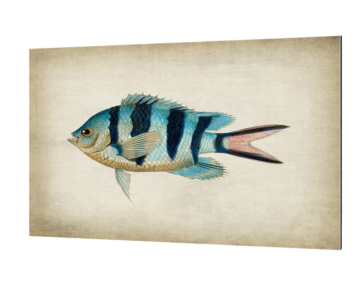 Fish 3-fish, print-Alu Dibond 3mm-40 x 60 cm-BLUE SHAKER