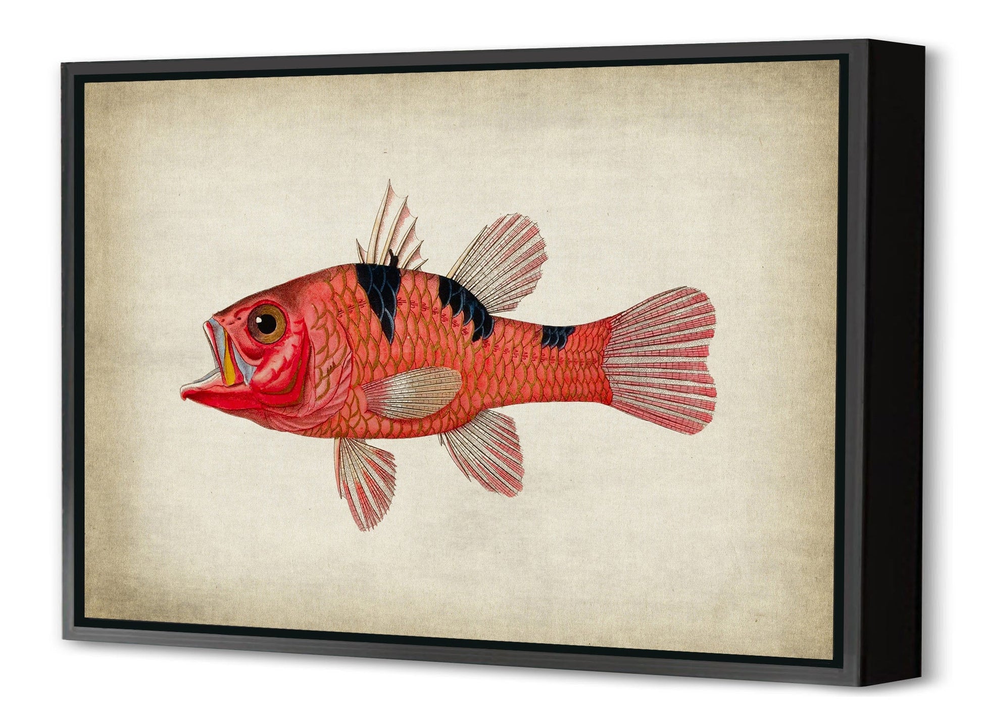 Fish 4-fish, print-Canvas Print with Box Frame-40 x 60 cm-BLUE SHAKER