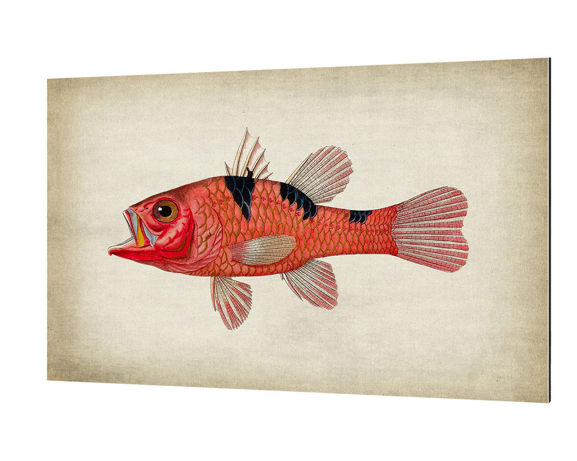 Fish 4-fish, print-Alu Dibond 3mm-40 x 60 cm-BLUE SHAKER