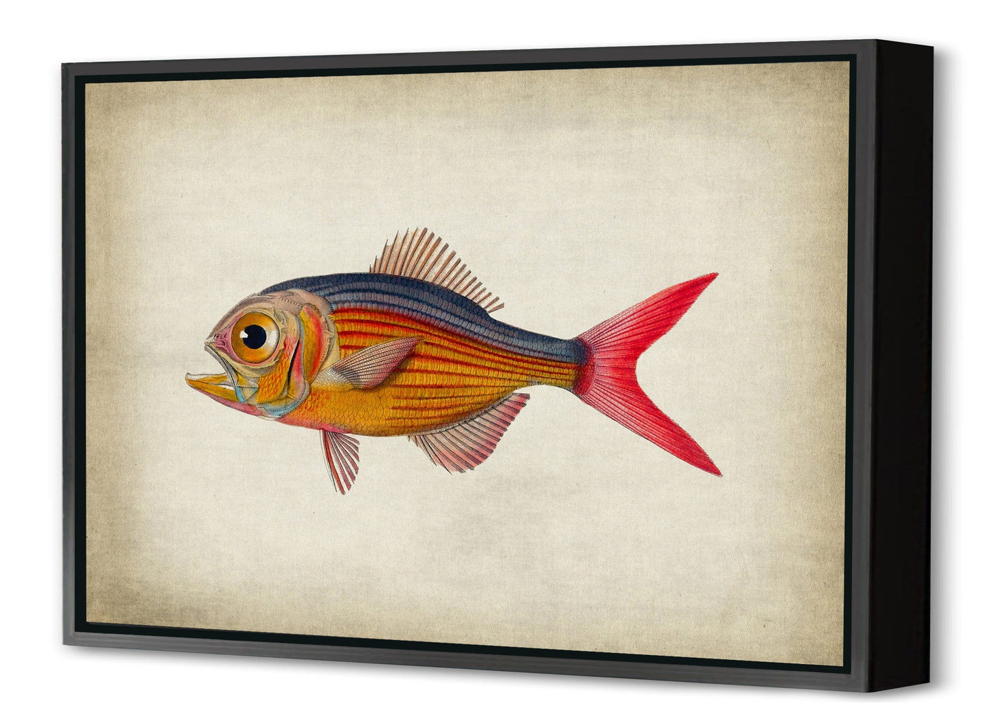 Fish 5-fish, print-Canvas Print with Box Frame-40 x 60 cm-BLUE SHAKER
