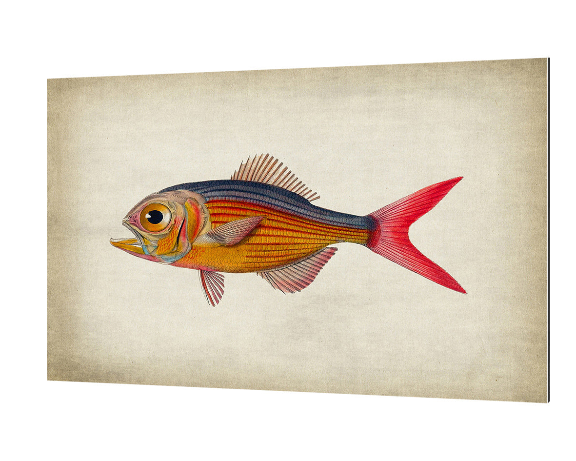 Fish 5-fish, print-Alu Dibond 3mm-40 x 60 cm-BLUE SHAKER