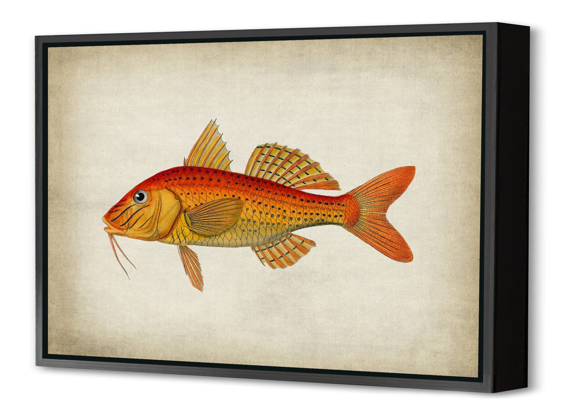 Fish 6-fish, print-Canvas Print with Box Frame-40 x 60 cm-BLUE SHAKER