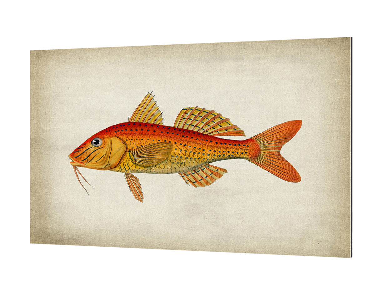 Fish 6-fish, print-Alu Dibond 3mm-40 x 60 cm-BLUE SHAKER