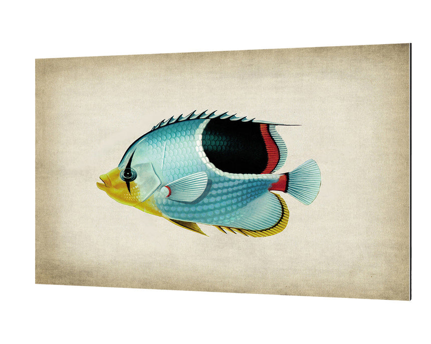 Fish 7 - Blue Shaker - Poster Affiche -