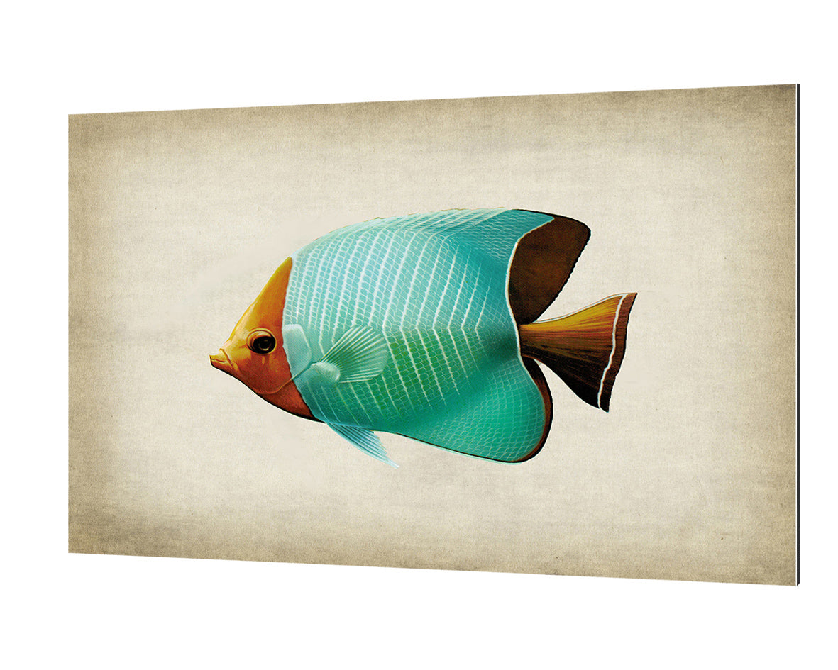 Fish 8-fish, print-Alu Dibond 3mm-40 x 60 cm-BLUE SHAKER