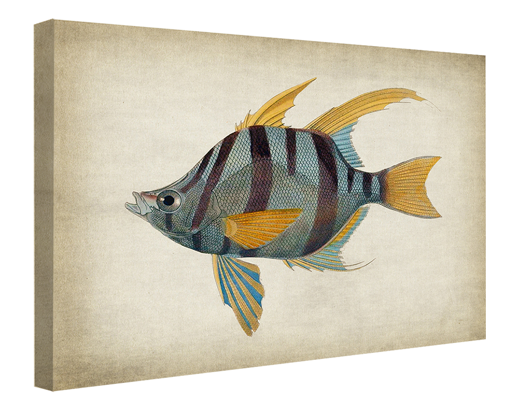 Fish 1-fish, print-Canvas Print - 20 mm Frame-50 x 75 cm-BLUE SHAKER
