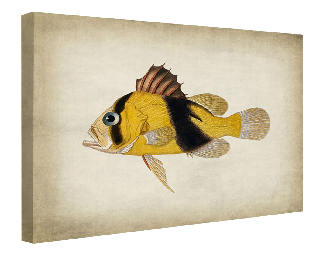 Fish 2-fish, print-Canvas Print - 20 mm Frame-50 x 75 cm-BLUE SHAKER