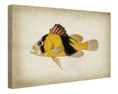 Fish 2-fish, print-Canvas Print - 20 mm Frame-50 x 75 cm-BLUE SHAKER