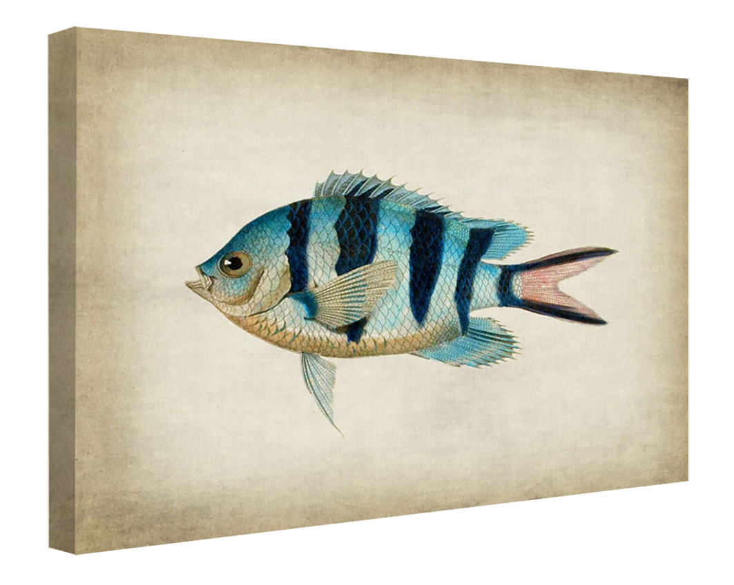 Fish 3-fish, print-Canvas Print - 20 mm Frame-50 x 75 cm-BLUE SHAKER