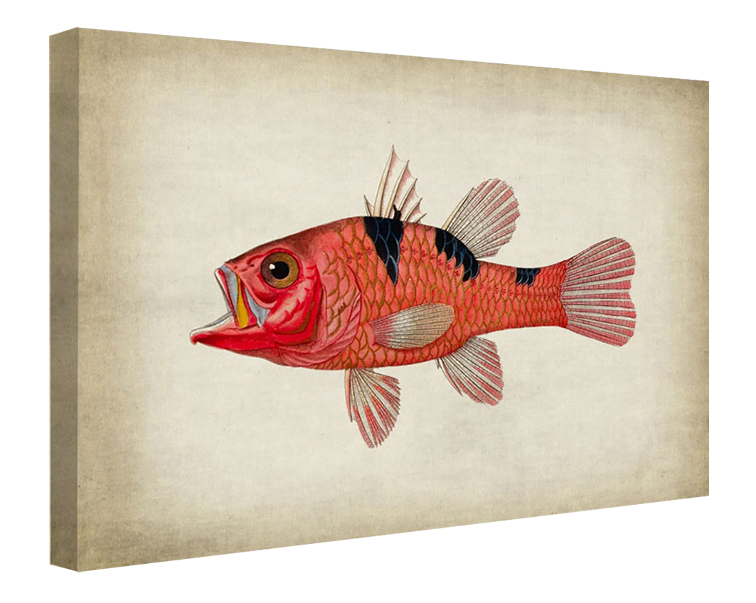 Fish 4-fish, print-Canvas Print - 20 mm Frame-50 x 75 cm-BLUE SHAKER
