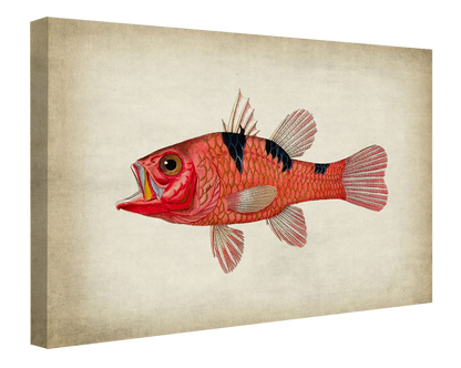 Fish 4-fish, print-Canvas Print - 20 mm Frame-50 x 75 cm-BLUE SHAKER