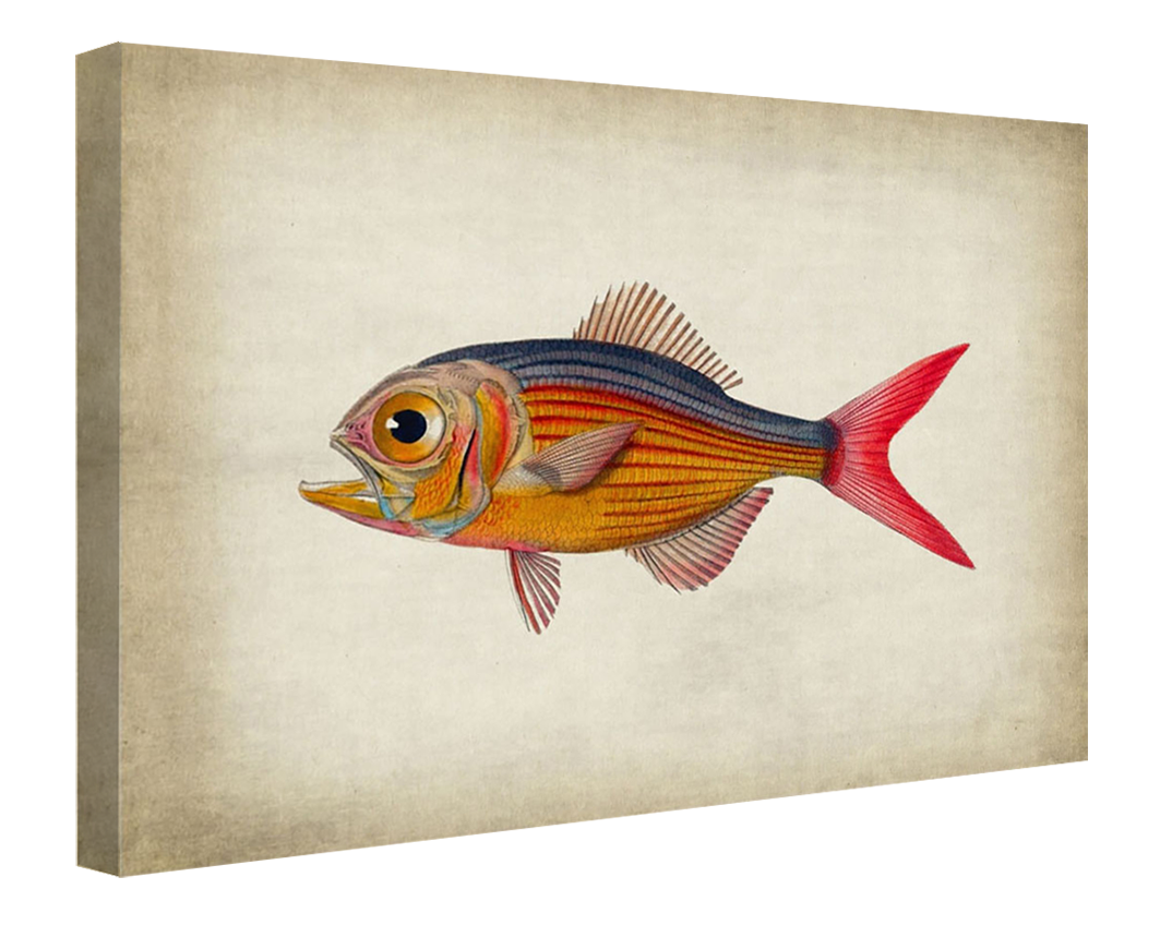Fish 5-fish, print-Canvas Print - 20 mm Frame-50 x 75 cm-BLUE SHAKER