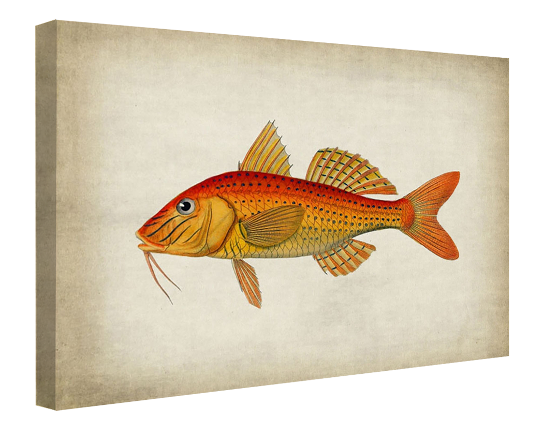 Fish 6-fish, print-Canvas Print - 20 mm Frame-50 x 75 cm-BLUE SHAKER
