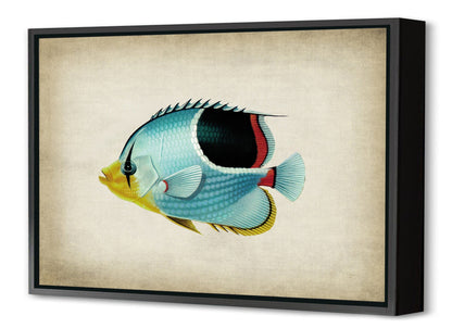 Fish 7-fish, print-Canvas Print with Box Frame-40 x 60 cm-BLUE SHAKER