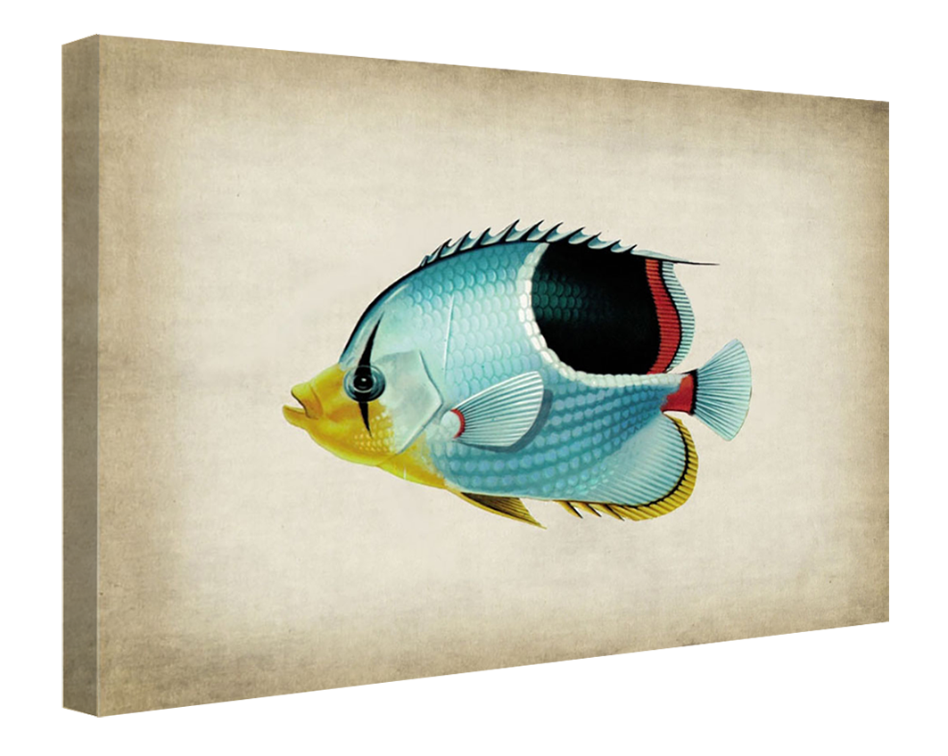Fish 7-fish, print-Canvas Print - 20 mm Frame-50 x 75 cm-BLUE SHAKER