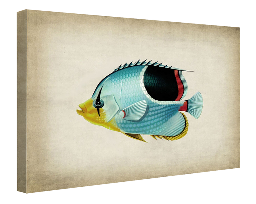 Fish 7 - Blue Shaker - Poster Affiche -